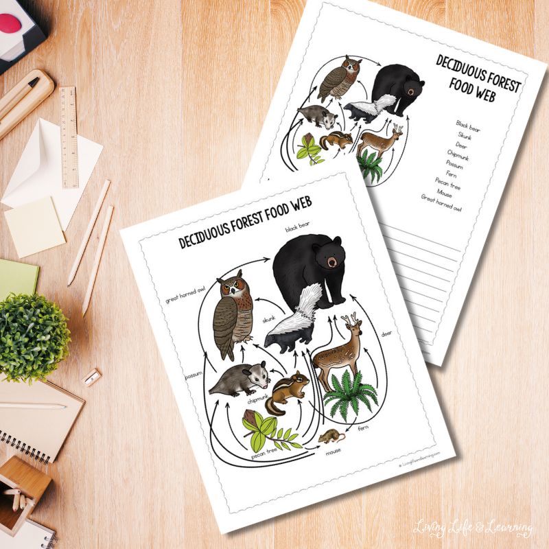 Explore what the food web is, how it works, and why it’s so vital for the survival of the flora and fauna in the forest! Download this Deciduous Forest Food Web from Living Life &amp; Learning!

Get yours: s.mtrbio.com/ppbzxypcnu

#specialneedshomeschooling #homeschool #nature