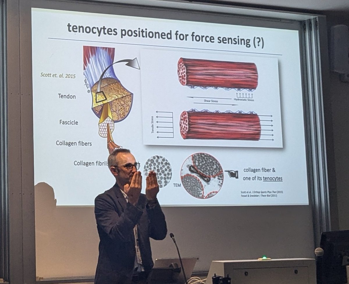 🔬Today we heard from Jess Snedeker about multiscale Biomechanics and the cellular matrix in tendons

#ABCANZORS2024
<a href="/ANZORS_/">ANZORS</a>