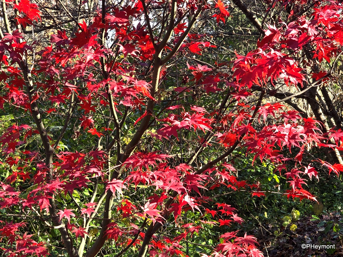TravelGumbo's tweet image. #GumboOnTheGo!       #ttot

#RedRedRed #VividLeaves in #ProspectPark #Brooklyn 

TravelGumbo
By Travelers, for Travelers

travelgumbo.com/2024/12/01/red…
