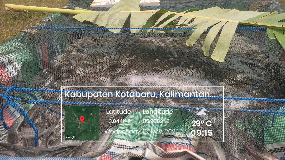 agusrogue's tweet photo. Rabu (13/11), Agus Tinus, Luhkan Kotabaru, di Desa  Karang Payau, melaksanakan kegiatan panen Lele 7/kg  sebanyak 180 kg dengan harga 17.000.  #GiatLuhkanSatminkalBWI 
#ktbaru
#luhlapor   
#Panen 
@kkpgoid
@bppsdm_bp3bwi https://t.co/z9VsBvtC3k