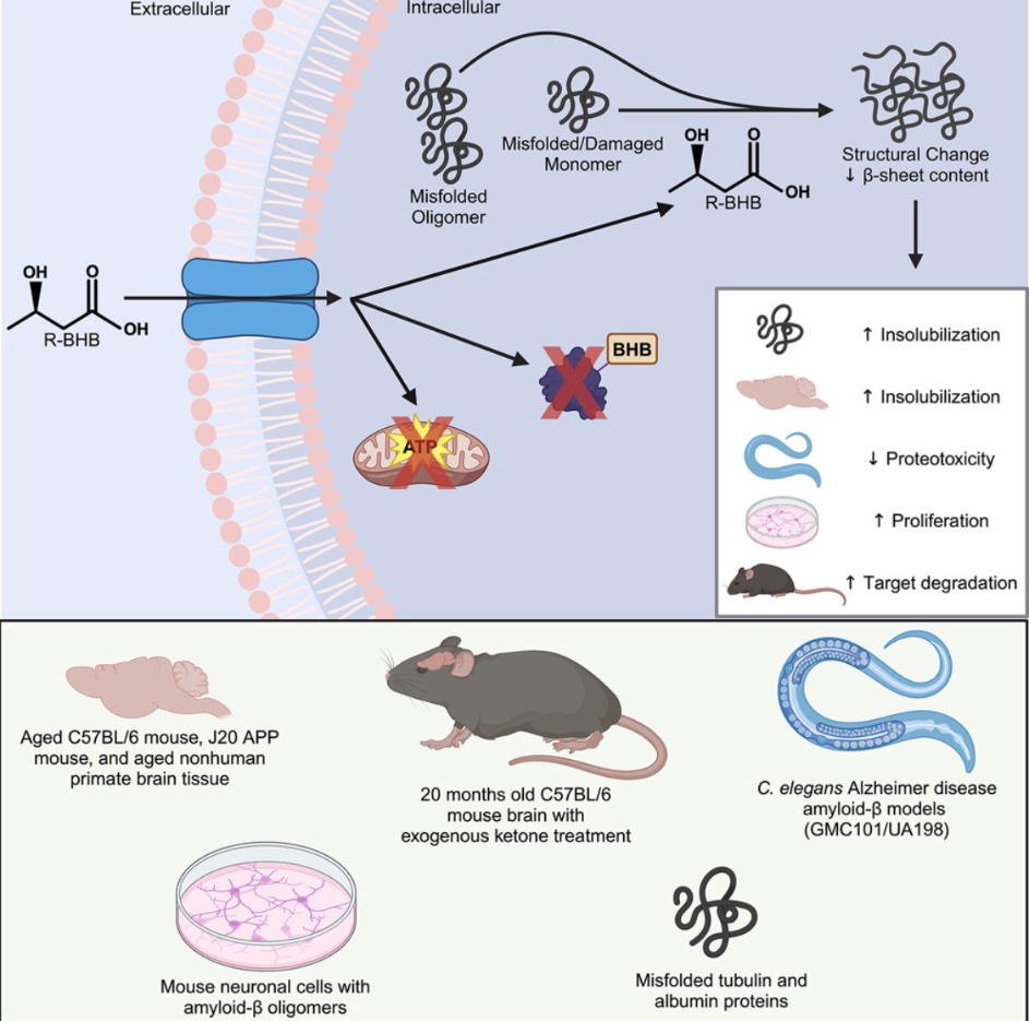 β-hydroxybutyrate is a metabolic regulator of proteostasis in the aged and Alzheimer disease brain

Sidharth Madhavan <a href="/beappbeapp/">Brenda Eap, PhD</a> <a href="/BriannaStubbs/">Brianna Stubbs</a> @EricVerdin <a href="/GeriSciDoc/">John Newman, MD, PhD</a> and coauthors <a href="/BuckInstitute/">Buck Institute</a> 👏

cell.com/cell-chemical-…

[ See you soon @ the Buck!👨🏻‍⚕️]