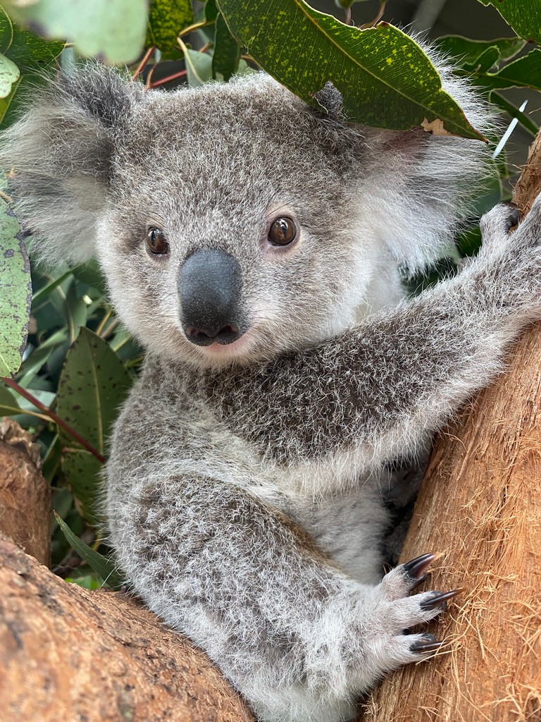 At the Port Stephens Koala Hospital, your donation helps us rescue, rehabilitate, and release koalas who have faced challenges like injury, illness, and habitat loss. Thanks to your support, many of these beautiful animals are now thriving back in the wild where they belong.