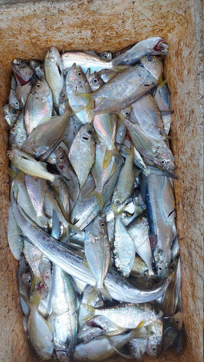 ZaniTarzan's tweet photo. Senen(07-10-24)tarzan zani luhkan kota bengkulu,hasil tangkap anggota koperasi lancang kuning. Ikan layur 15 lg. 29000K,ikan campur 20 kg.25000K.
#GiatLuhkanSaminkalBRPPUPP
#luhlapor 
@bppsdm_kp 
@bppsdm_brppupp https://t.co/Q7Dc73O3WK