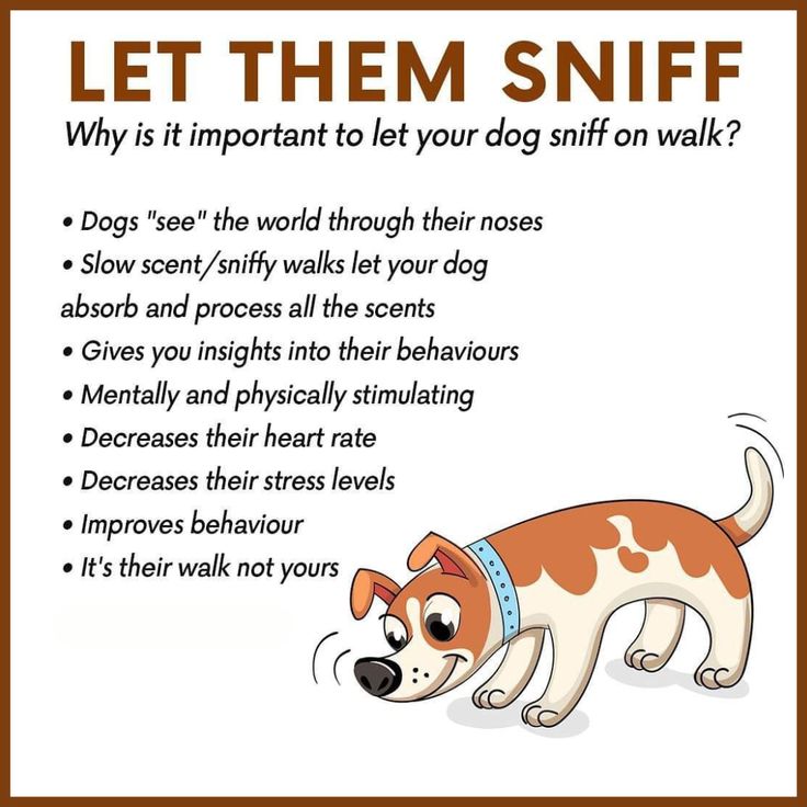 WoofTroop's tweet photo. Let them sniff! 🐶 Your dog's nose is their window to the world. Giving them time to explore scents isn't just fun for them—it reduces stress, improves behavior, and keeps them mentally sharp. Remember, it's their walk, not yours! 🌟 #HappyPaws #DogWalkingTips #MindfulWalks https://t.co/15q2ojsQH8