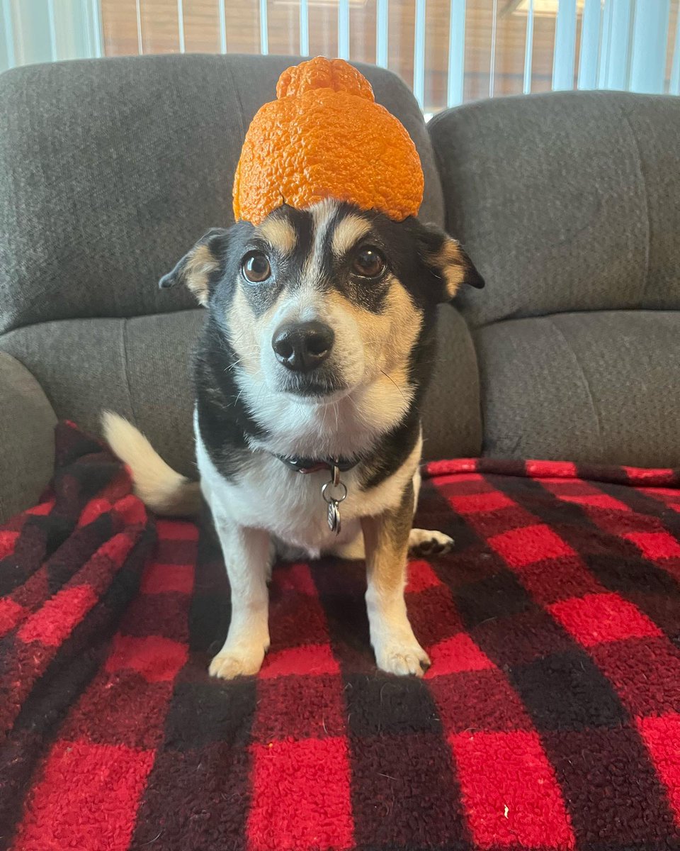 @adventures_with_tallulah is already prepped for Sumo Citrus hat season. Who’s getting their pet ready for the most anticipated citrus drop? Show us how your pet rocks the look by tagging <a href="/sumocitrus/">Sumo Citrus</a> 🐾