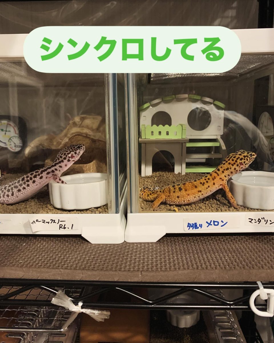 両爬工房＠動物モチーフの革財布メーカー (@ryoha_kobo) / Posts / X