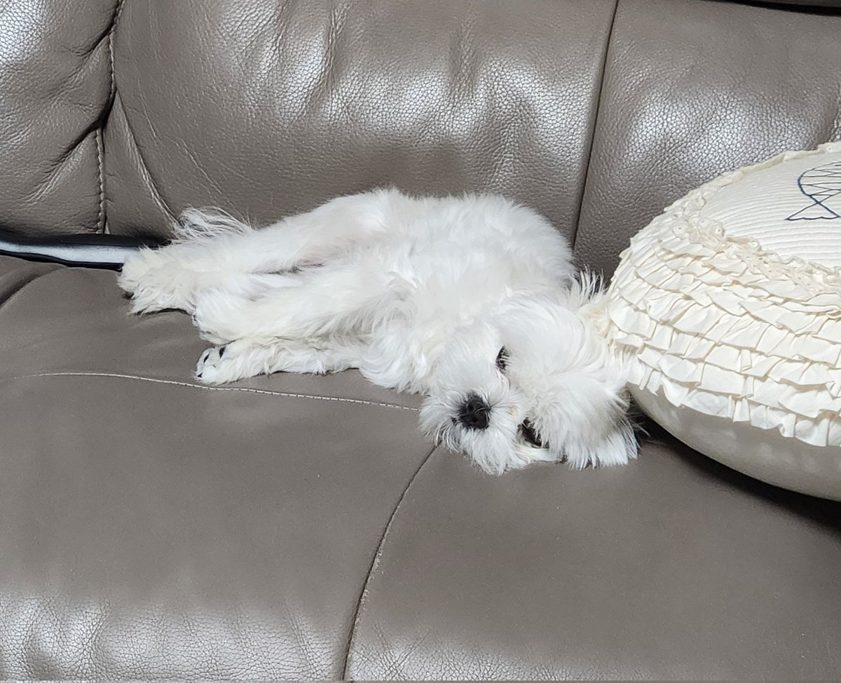 여기에도 보여주는 푸데데드렁슨쿨쿨흠냐흠냐 강아지