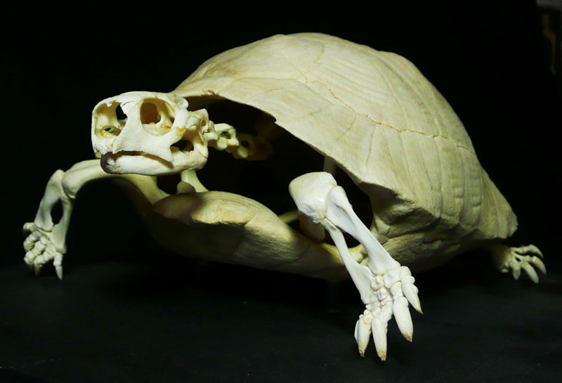 //tortie tweet media