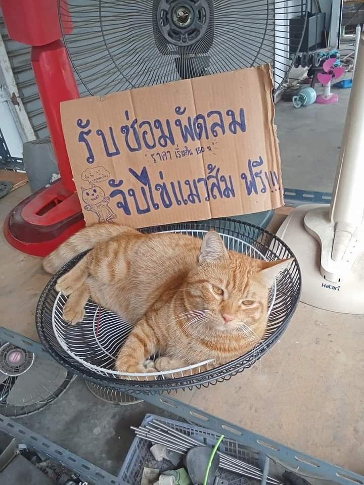 Catter65422769's tweet image. ต้องช่วยกัน ทำมาหากินแล้วล่ะส้ม😸

.. หาค่า ทู 🐟🐟 🐱🧡