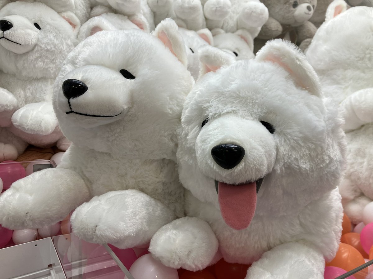 🤍真っ白 🤍ふわふわ 🤍もふもふ かわいい要素だらけ 大人気犬種