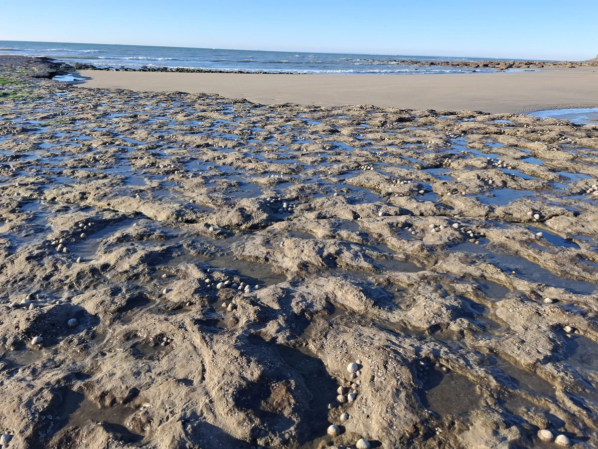 Tamar Guy-Haim (@tamarguyhaim) on Twitter photo Thank you <a href="/VinceMPBouch/">Vincent Bouchet</a> and <a href="/univ_lille/">Université de Lille</a> for a great week at the Wimereux Marine Station! Discussing traits, forams, and bioinvasions, meeting colleagues, teaching the master students, and visiting some Atlantic species on the shore 🙏🌊🐌 Thank you <a href="/VinceMPBouch/">Vincent Bouchet</a> and <a href="/univ_lille/">Université de Lille</a> for a great week at the Wimereux Marine Station! Discussing traits, forams, and bioinvasions, meeting colleagues, teaching the master students, and visiting some Atlantic species on the shore 🙏🌊🐌
