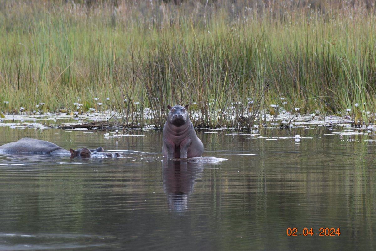 GAP__AFRICA's tweet photo. Just a chonky baby hippo to start your week. 🦛 
Hippopotamus (Hippopotamus amphibius) calves are typically born through 'water birth' and often nurse underwater too!📍Entabeni 
📷Sarah @PlumptonCollege 
#mondaymood #Mondaymotivation #babyhippo #gapafricaprojects https://t.co/Imgt8XqkTW