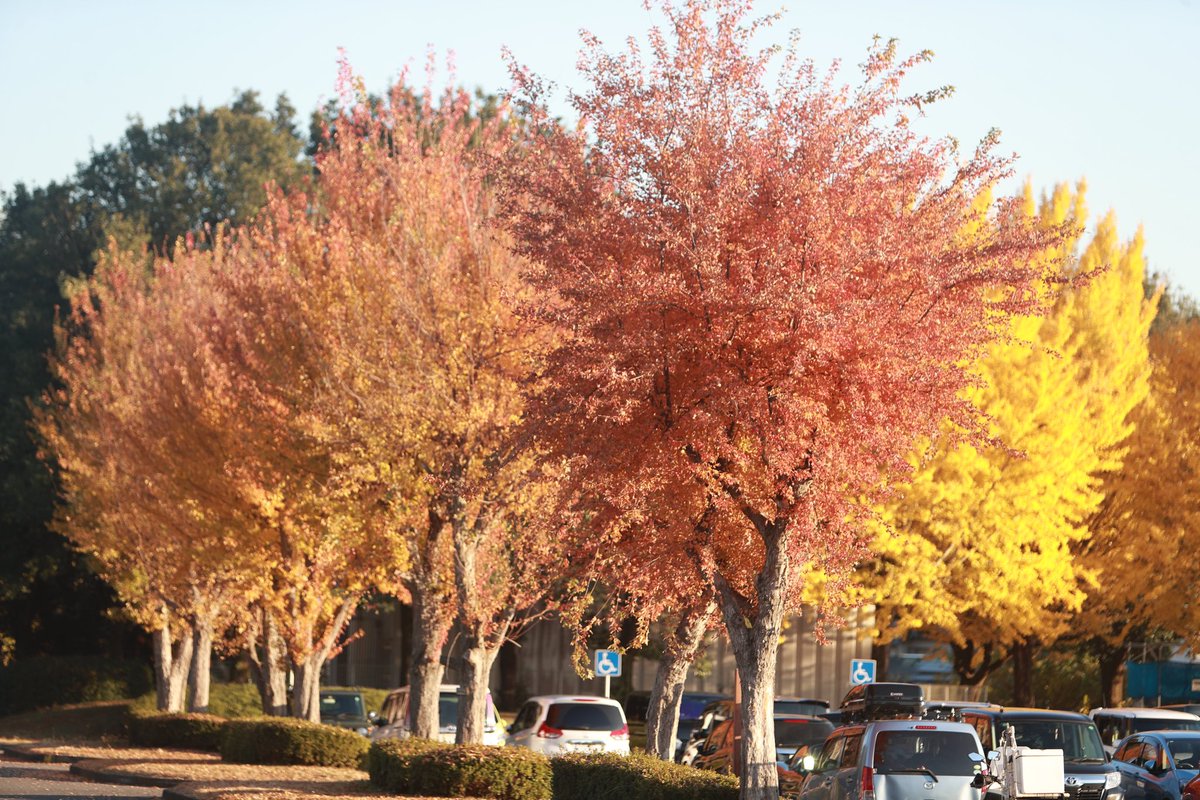 ecb9b31's tweet photo. 紅葉を撮影してきました！

#写真好きな人と繫がりたい 
#CANON
#EOS
#1DXMark2
#紅葉2024 https://t.co/wiI0lqvpVn