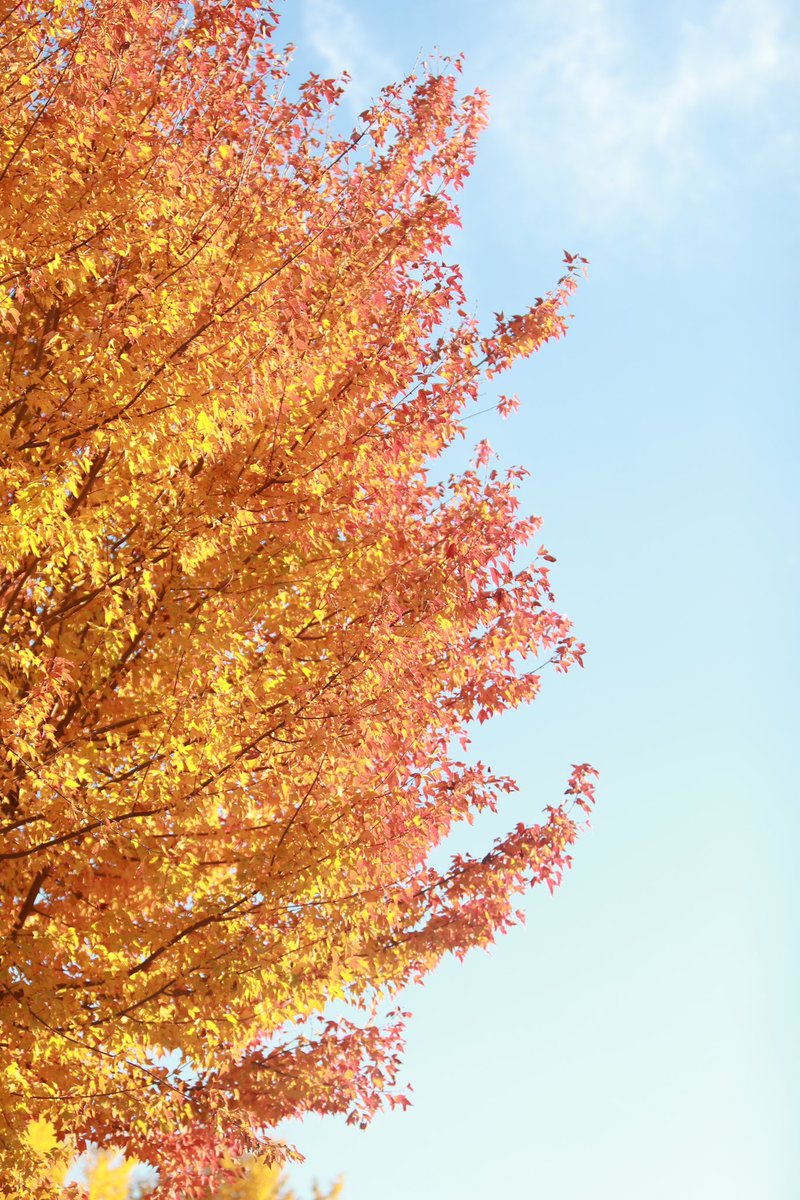 ecb9b31's tweet photo. 紅葉を撮影してきました！

#写真好きな人と繫がりたい 
#CANON
#EOS
#1DXMark2
#紅葉2024 https://t.co/wiI0lqvpVn