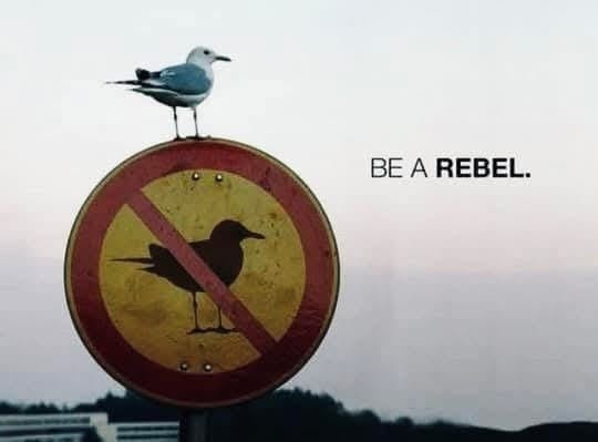 Imagein8's tweet image. Bird Ban!
#Signpost #Signage