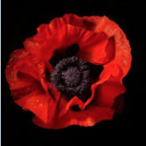pettore's tweet photo. Born this day 3rd.Dec. 1918.

Sgt. Eric Francis Howarth.
One of THE FEW.
https://t.co/hLtVwD7eiU
He was killed as a Flight Sergeant when his Anson crashed into the sea after a collision. https://t.co/MKiMcmIHOQ