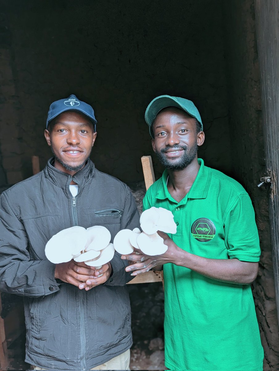 etiennexpert's tweet photo. 🌱 YEFEME Rwanda LTD: Growing health &amp; sustainability, one mushroom at a time! 🍄

We produce high-quality oyster mushrooms using natural, chemical-free methods. Nutrient-rich, eco-friendly, and transforming lives in Rwanda.

Join us in building a better tomorrow! 💚

#Mushrooms https://t.co/WkTADAO04M