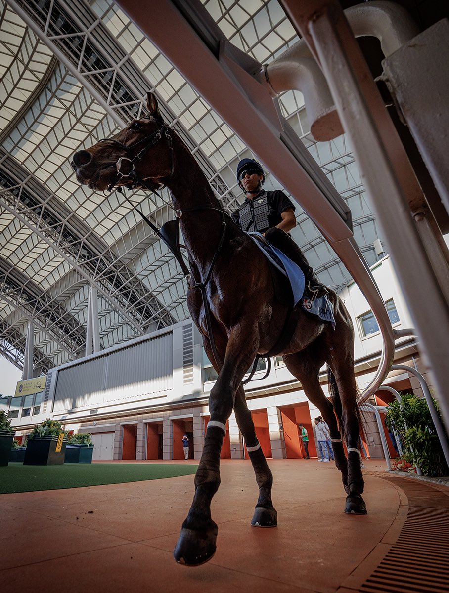 The elegant Liberty Island schooling in the parade ring as she gets ready to take on Romantic Warrior in the Hong Kong Cup  #リバティアイランド #HKRacing #HKIR #LoveRacing
