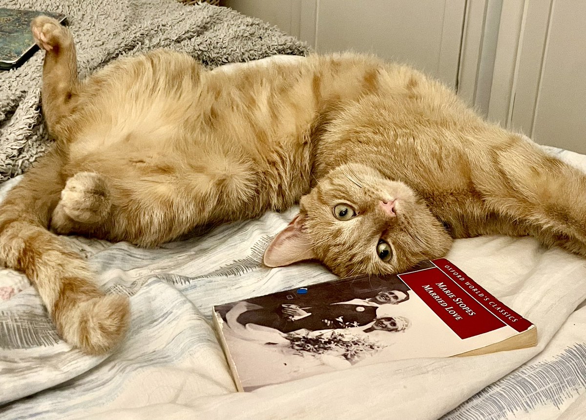 The WIP is now up to 8000 words. Leo is helping with research, reading Married Love by Marie Stopes. Published in 1919, it was considered shocking by helping couples have a more satisfying physical relationship.
#rnatuesnews #amwriting  #amresearching #historicalfiction #cats
