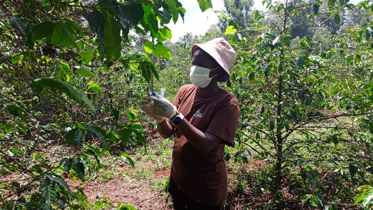 pmprojectz's tweet image. Unlocking coffee farming’s potential with eDNA: healthier trees, smarter pest control, and true sustainability. ☕🌱@projectmocha254

#Agritech #RWA #assettokenization #Blockchain #Innovation #BlockchaininAgriculture
 #tokenization #coffee #realworldassets #tokenizecoffee
