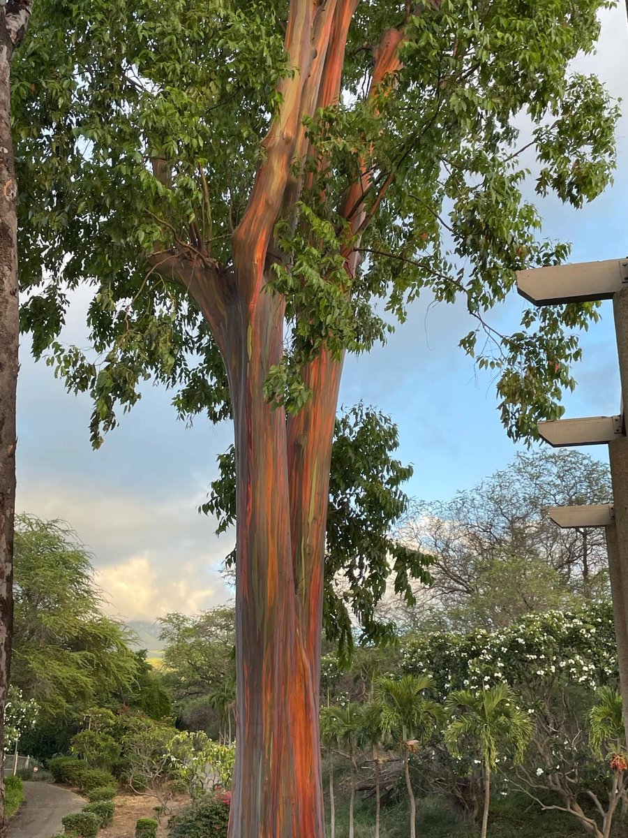 ArtworkFun's tweet image. Beautiful Rainbow Eucalyptus Tree in Wailea, HI

#photography #photos #hawaii #travelphotography #rainboweucalyptus #wailea