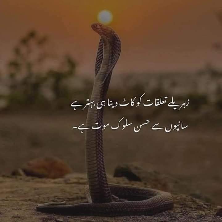 سانپوں سے حسن سلوک موت ہے.!