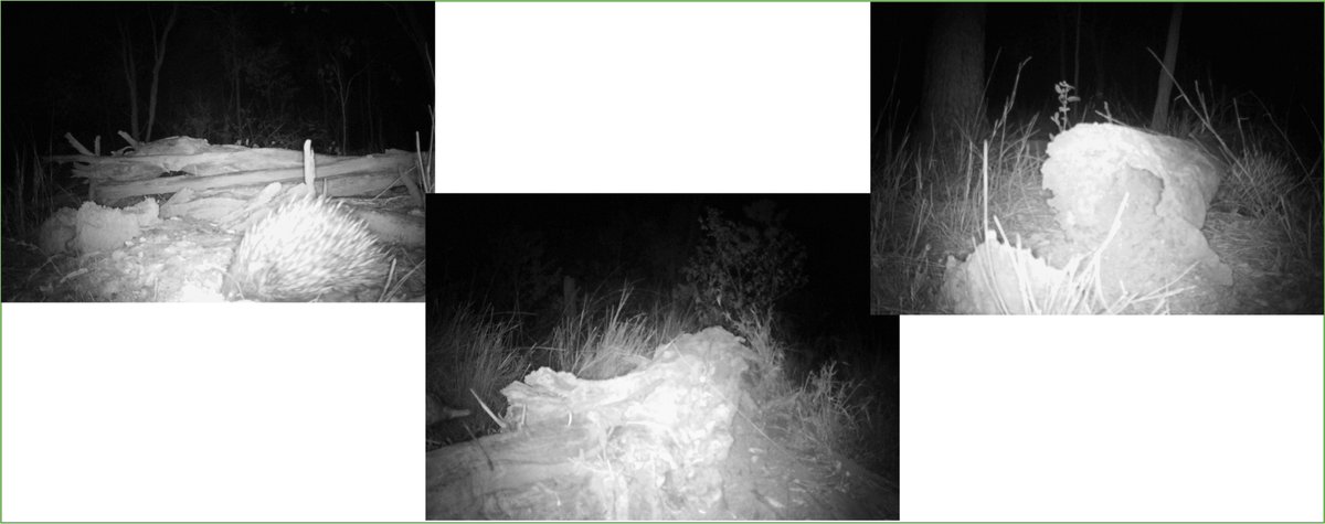 kate_regester's tweet photo. Can you spot the echidna? This year some of my students have been searching for #echidnas using camera traps. These were captured in the Lockyer Valley region, QLD. https://t.co/xJ50KvyLsO