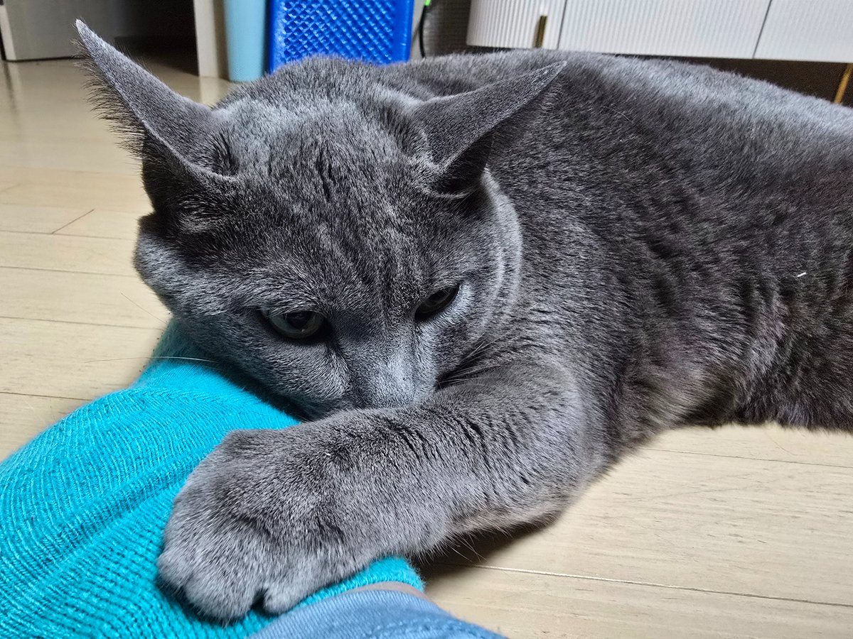 루칵스 tweet media