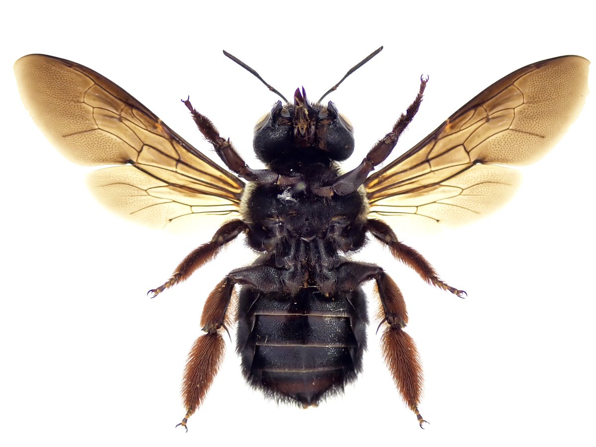 【𝑋𝑦𝑙𝑜𝑐𝑜𝑝𝑎 𝑎𝑙𝑏𝑖𝑛𝑜𝑡𝑢𝑚】
  (アカアシセジロクマバチ)
2018年3月(購入)

#はちいもの標本紹介蜂編
#はちいもの標本紹介