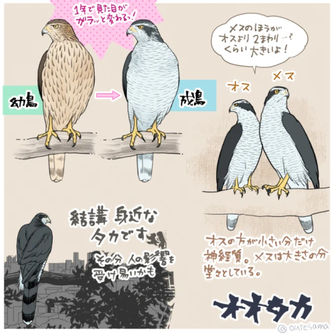 わたしがオオタカの性別を見るのは、主に顔、脚。
年齢を見るのは主に胸の斑、です。
横線になってからも年齢は出ていると感じます。
でも写真からでは「可能性」「思う」止まりで、断定はできないです🙇‍♀️ 
