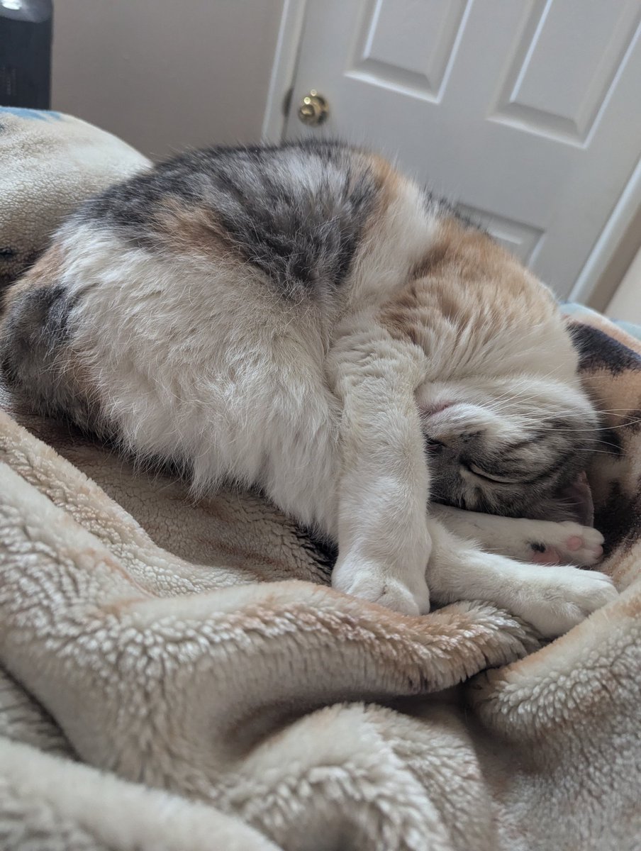 BaikenPlayer's tweet photo. Monday Nora, hunter of moths, post to start the week. 

Posted on blue sky too 
https://t.co/ucn9YTtTYy https://t.co/ShgTdaGjae
