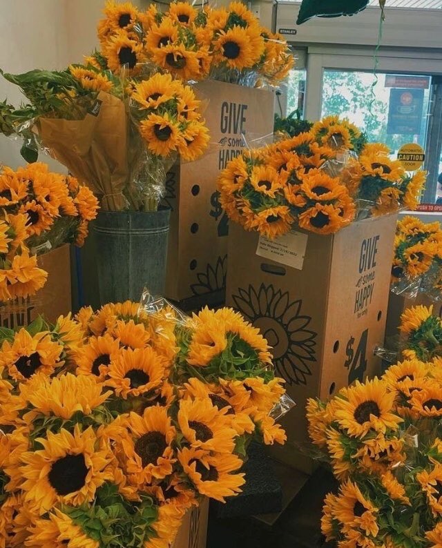 sunflowersig tweet picture