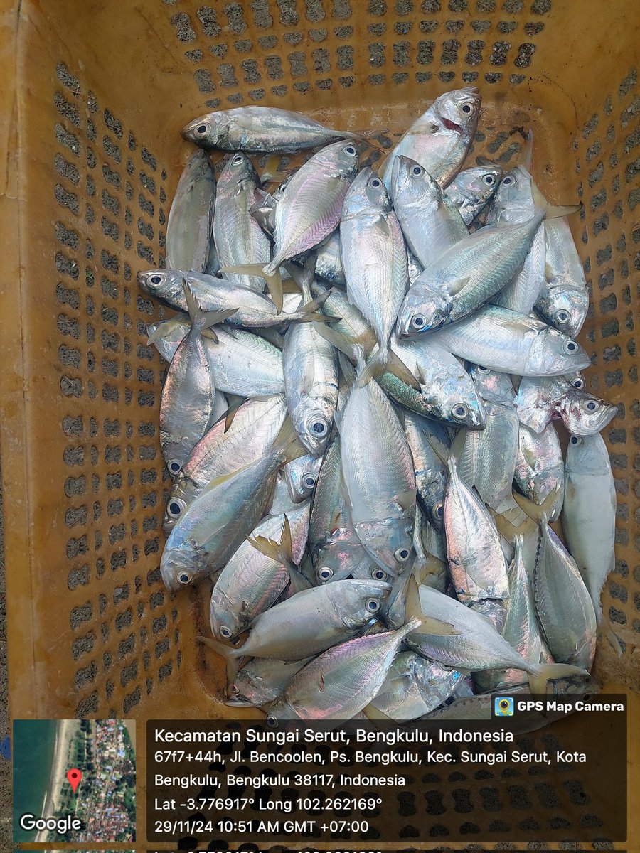ZaniTarzan's tweet photo. Jumat (29-11-24) tarzan zani luhkan kota bengkulu,hasil tangkap KUB nelayan muda mandiri. Ikan layur 11 kg. 25000K. Ikan kapas2 15 kg.30000K
#GiatLuhkanSatminkalBRPPUPP
#luhlapor 
@bppsdm_kp 
@bppsdm_brppupp https://t.co/KMAZxfy2lE