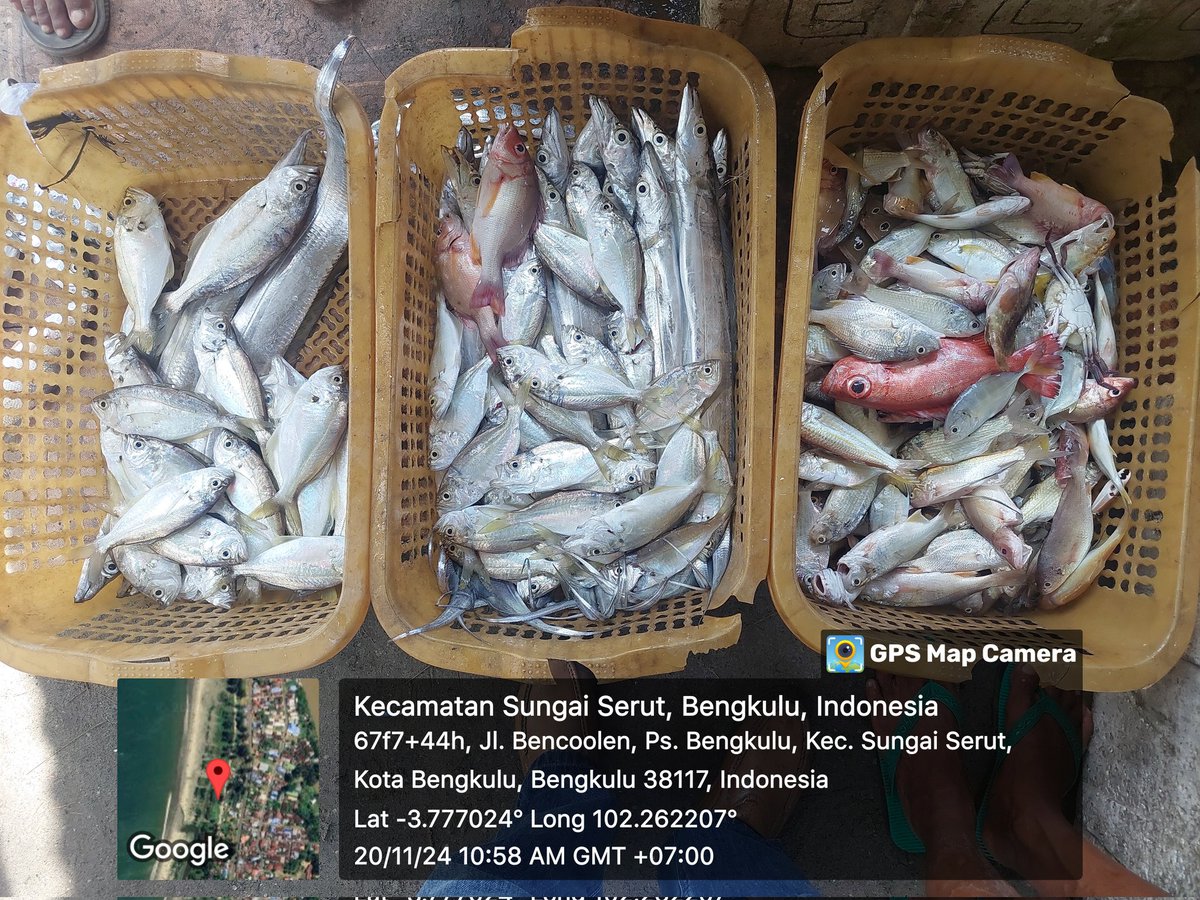 ZaniTarzan's tweet photo. Rabu(20-11-24)tarzan zani luhkan kota bengkulu.hasil tangkap anggota koperasi lancang kuning.ikan layur 15 kg. 25000K.ikan kapas2  14 kg. 30000K.
#GiatLuhkanSaminkalBRPPUPP
#luhlapor 
@bppsdm_kp 
@bppsdm_brppupp https://t.co/rABoRBY8Vy