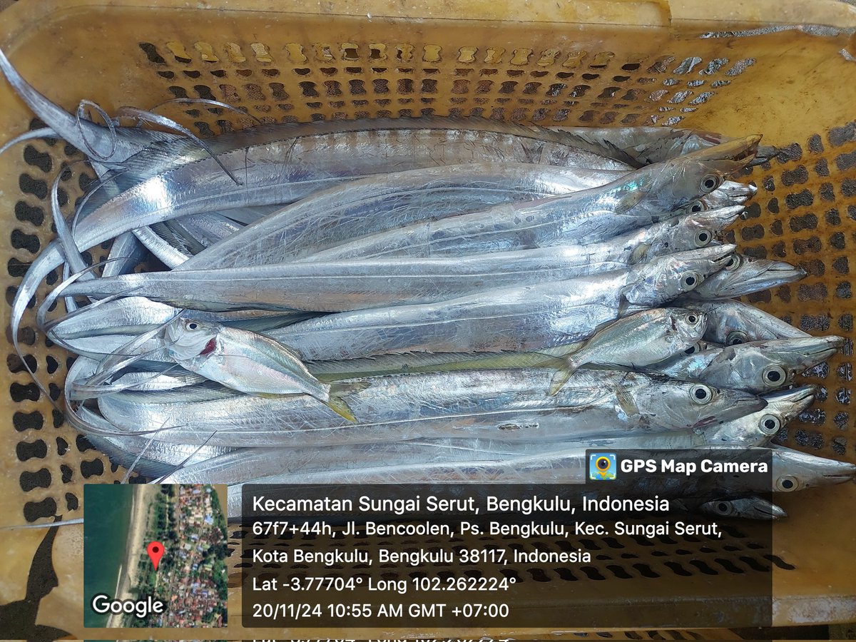 ZaniTarzan's tweet photo. Rabu(20-11-24)tarzan zani luhkan kota bengkulu.hasil tangkap anggota koperasi lancang kuning.ikan layur 15 kg. 25000K.ikan kapas2  14 kg. 30000K.
#GiatLuhkanSaminkalBRPPUPP
#luhlapor 
@bppsdm_kp 
@bppsdm_brppupp https://t.co/rABoRBY8Vy