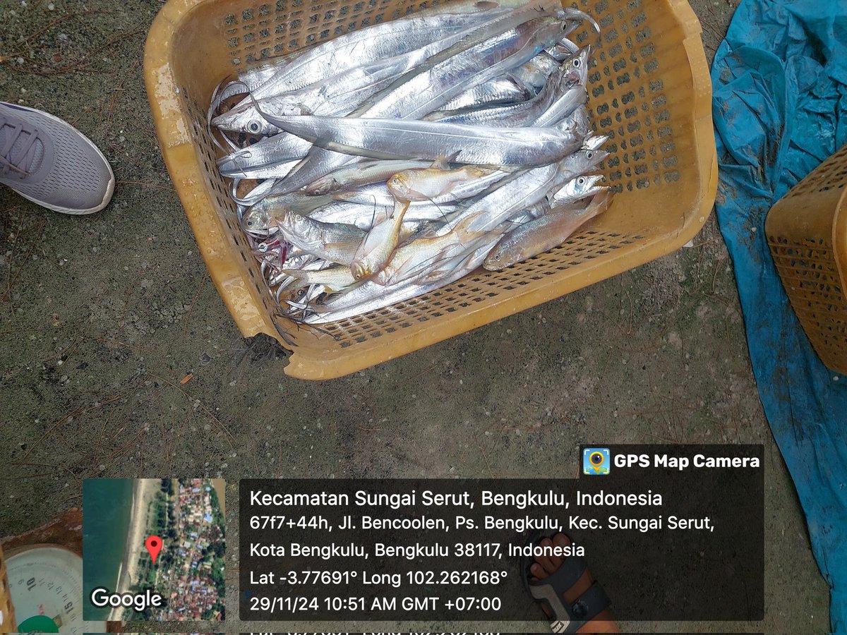 ZaniTarzan's tweet photo. Jumat (29-11-24) tarzan zani luhkan kota bengkulu,hasil tangkap KUB nelayan muda mandiri. Ikan layur 11 kg. 25000K. Ikan kapas2 15 kg.30000K
#GiatLuhkanSatminkalBRPPUPP
#luhlapor 
@bppsdm_kp 
@bppsdm_brppupp https://t.co/KMAZxfy2lE