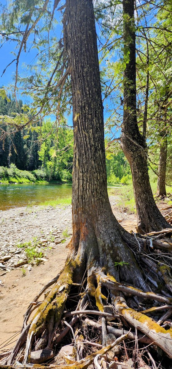 I love trees with big roots.

#thicktrunktuesday