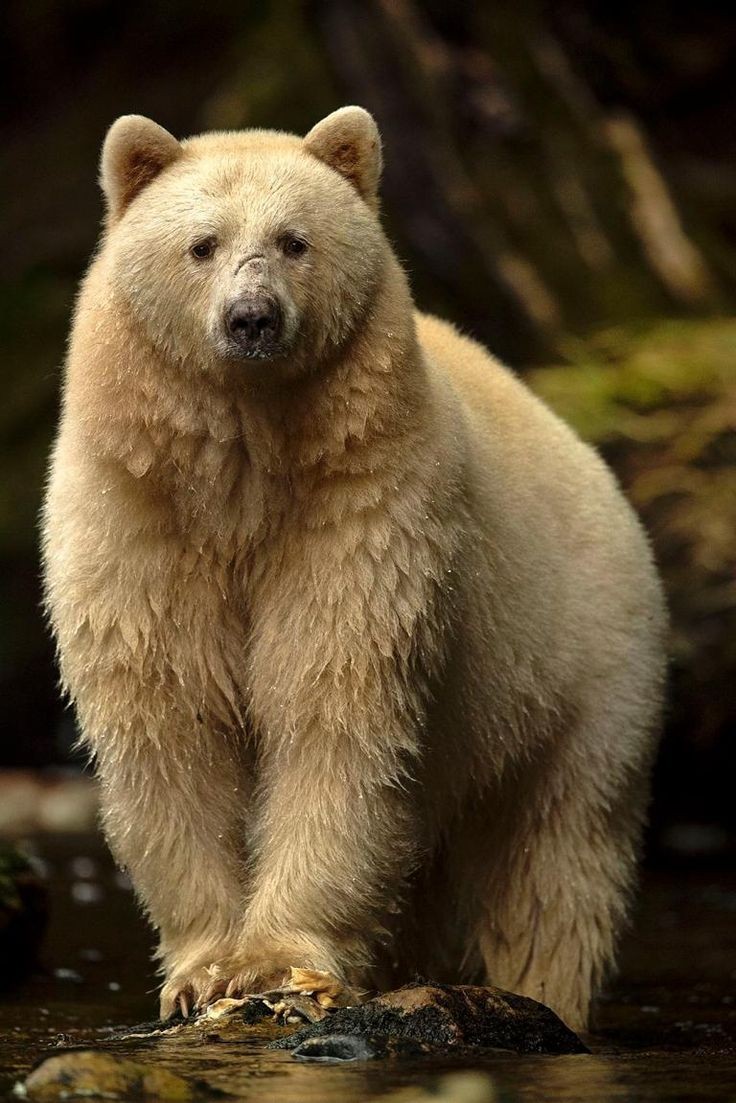Untamedpath's tweet photo. "Ghost of the Great Bear Rainforest: A rare Spirit Bear emerges from the mist."
spiritbear #kermodebear #greatbearrainforest #britishcolumbia #wildlife #nature #conservation #rarewildlife #wildlifephotography #bearphotography #explorebc #canada https://t.co/9bG2ukMSG9
