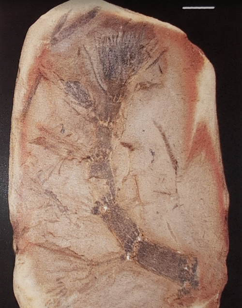 ESCONI's tweet photo. Mazon Monday #245: Annularia annulariaefolius #fossils #paleontolgy #MazonCreek #MazonMonday #calamites #pennsylvanian
https://t.co/6LpGoJgaC2 https://t.co/Bb7Z6RiGHr