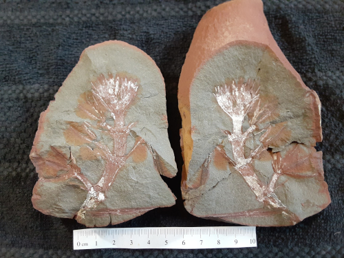 ESCONI's tweet photo. Mazon Monday #245: Annularia annulariaefolius #fossils #paleontolgy #MazonCreek #MazonMonday #calamites #pennsylvanian
https://t.co/6LpGoJgaC2 https://t.co/Bb7Z6RiGHr