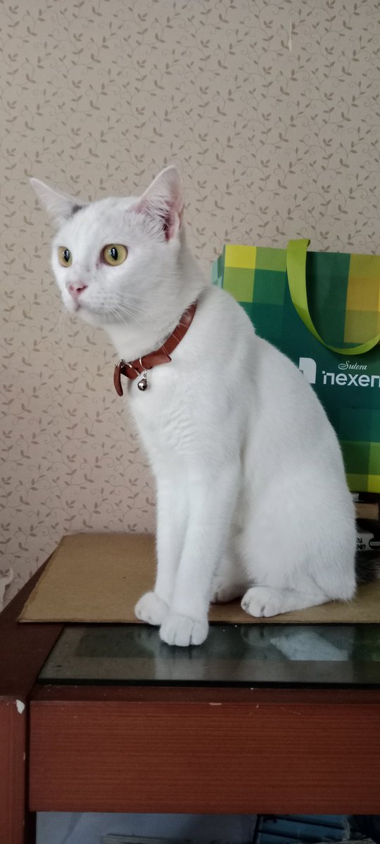 kucingkacher's tweet photo. #PastiPuasNgegamenya
#kucing #kucinglucu #cat #kucingpersia #cats #catlover #kucingindonesia #catlovers #pecintakucing #anjing #petshop #catsofinstagram #kucinglovers #kucingku #kucinganggora #kitten #kucingimut #kucingjakarta #kucingcomel #kucingkampung #kucingmanja https://t.co/BdGpIPTqT9