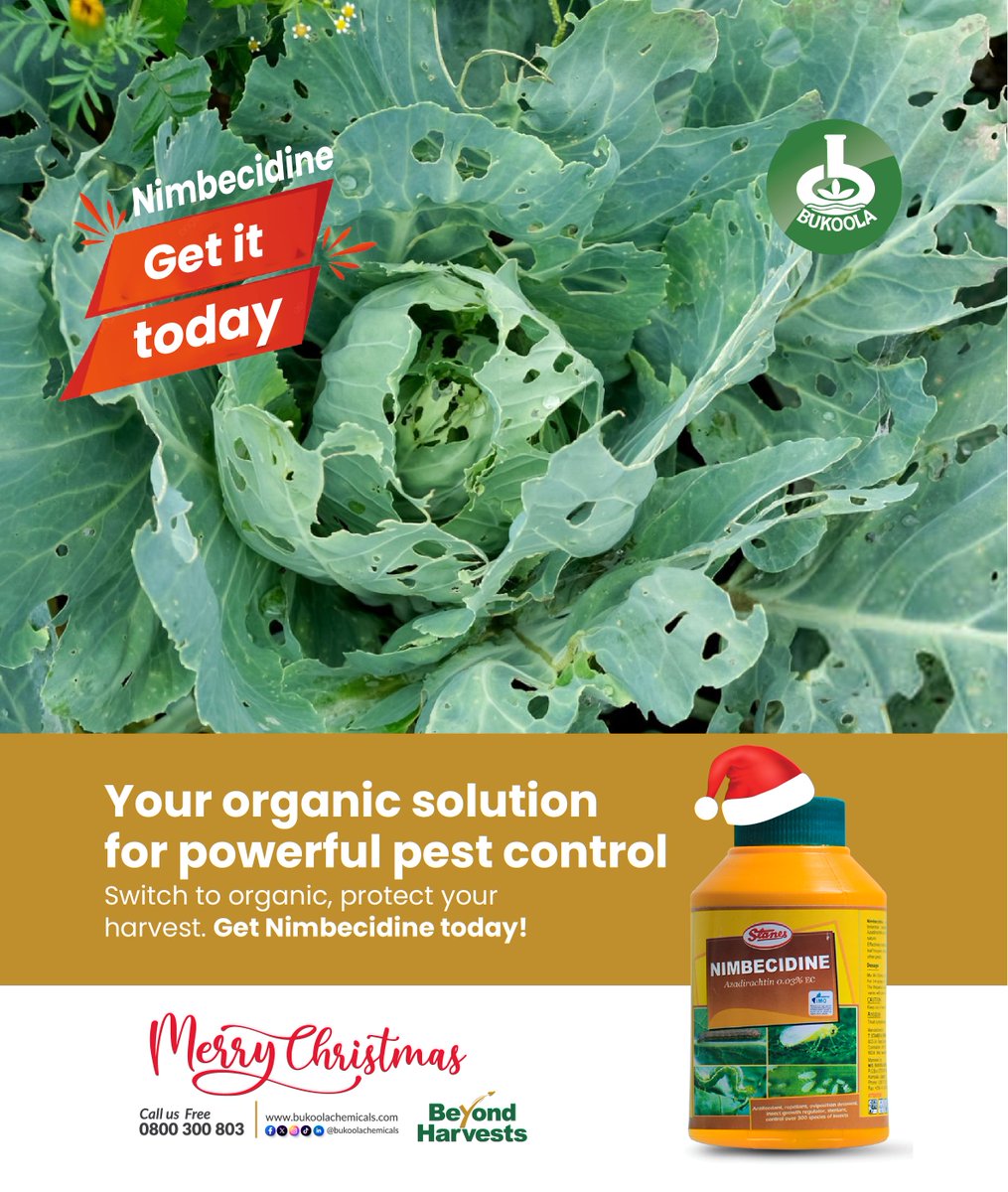 BukoolaChemical's tweet photo. Keep your garden pest-free the natural way with Nimbecidine. Organic, powerful, and safe for your plants—protect your harvest today. Get Nimbecidine from your nearest agro inputs shop today.
#BukoolaChemicals #Agricinputs #Nimbecidine #OrganicGardening #PestControl https://t.co/oP1EjARxF3