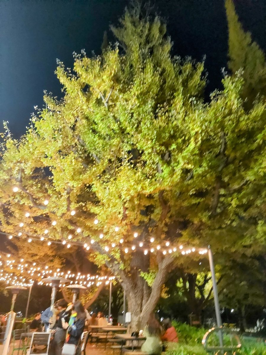TakakoShiro's tweet photo. 神宮のイチョウ並木
クリスマスマーケットよりやっぱり自然の樹木の力強さは素晴らしい🎄子供のを想い出した😊
母と良く歩いたなぁ
この銀杏を切ってしまう？
噂？ならいいけど、ほんとだったら信じられない😥 https://t.co/AzT06rkVrl