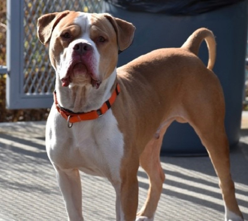 MorgFairsdogs's tweet photo. Morty is listed TBK 12/3
#NYCACC
❇❇Only $55 in pledges❇❇
He is only 3 yrs old
Such a handsome boy
#Pledge4Rescue #foster #adopt https://t.co/Vljo5jAmOU
