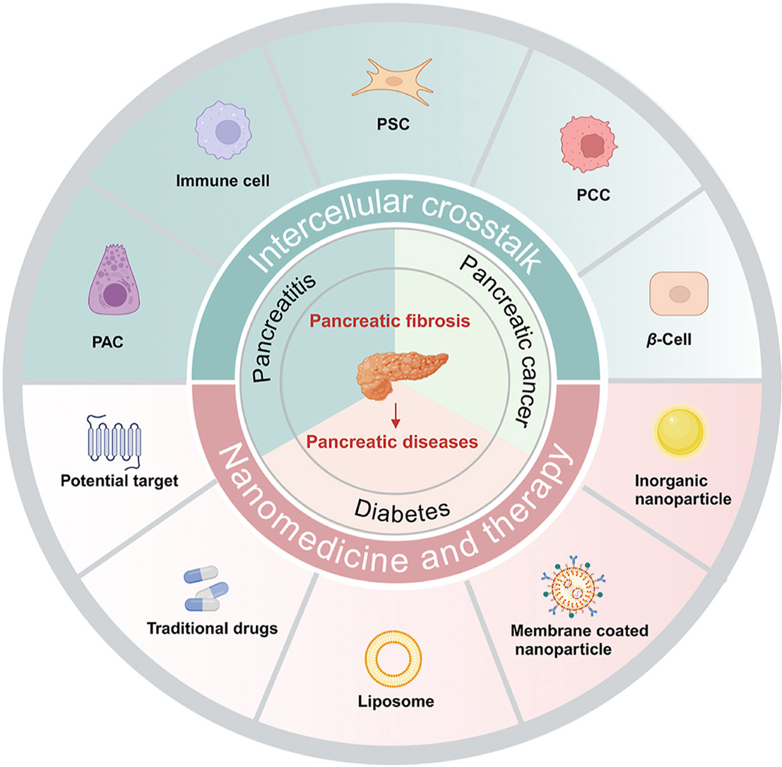 ActaPharmSinB's tweet photo. Review🎀#Nanomedicine regulating #PSC-mediated #intercellular crosstalk: #Mechanisms and therapeutic strategies. From Dr. Jiang @SoutheastUniversity; @ELSpharma.
https://t.co/yM9HSqw65z https://t.co/tnf4g32yNB