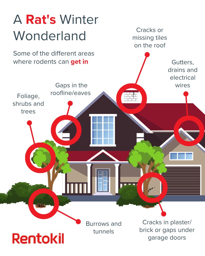 Rentokil's tweet image. In winter, #rats are on the lookout for food, warmth, and shelter—which sounds a lot like your home. Keep your space rat-free with these tips for blocking every nook and cranny!
#RodentControl #Rodents #RatControl #MouseHouse #PestControl #HouseTips