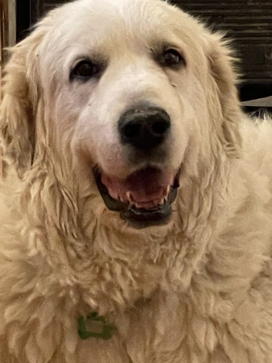 debora_allen1's tweet photo. This #GivingTuesday, consider a gift to @Muttville Senior Dog Rescue on behalf of Wally and Hobbs, my two 10-year old #pyrs who found me this year thanks to #Muttville, after their comfort people passed away. Wally, Hobbs and I are #thankful for https://t.co/4zjSBBr3R1 https://t.co/G7MHOAXZNL