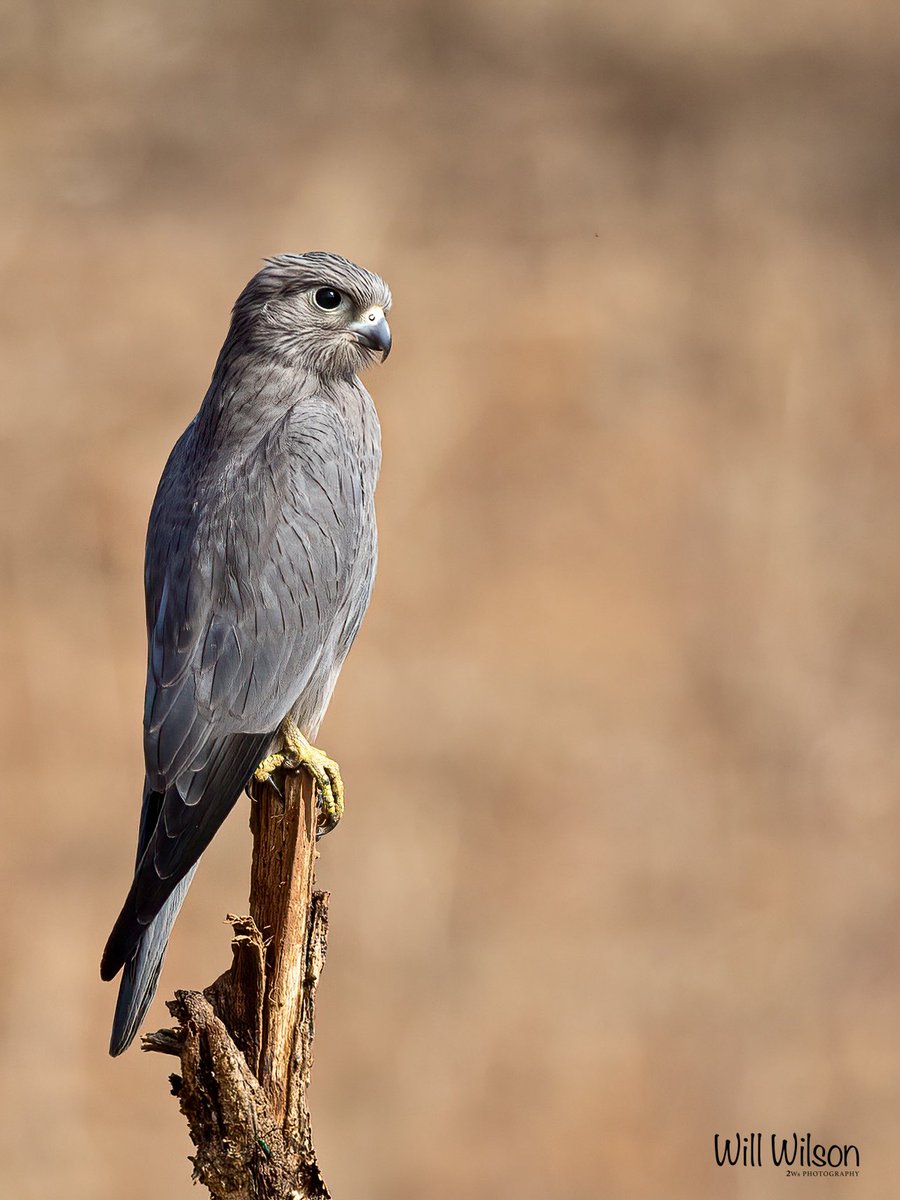 A Grey Kestrel looks for its next meal…

📍<a href="/AkageraPark/">Akagera National Park</a> in #Rwanda #BirdTwitter #VisitRwanda