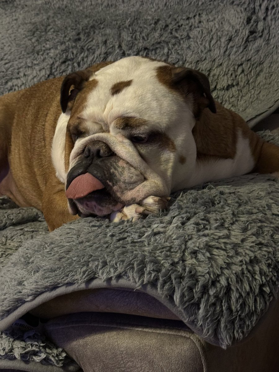 Time for a nap! 🐶🐶🐶