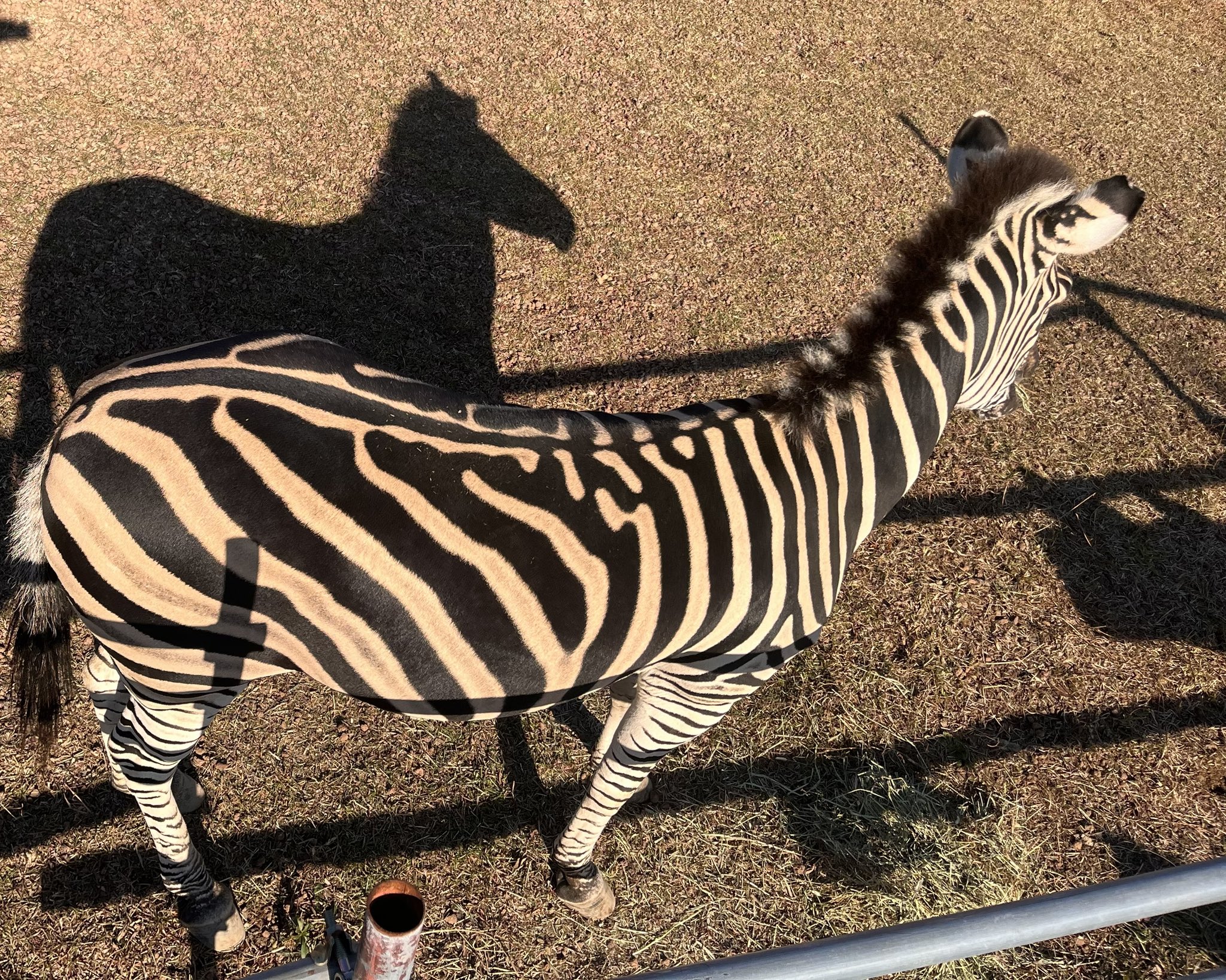 ネイチャーテクニカラー グランドシマウマ 送料無料 ネイチャーテクニカラー グラントシマウマ 土台無し ネイチャー